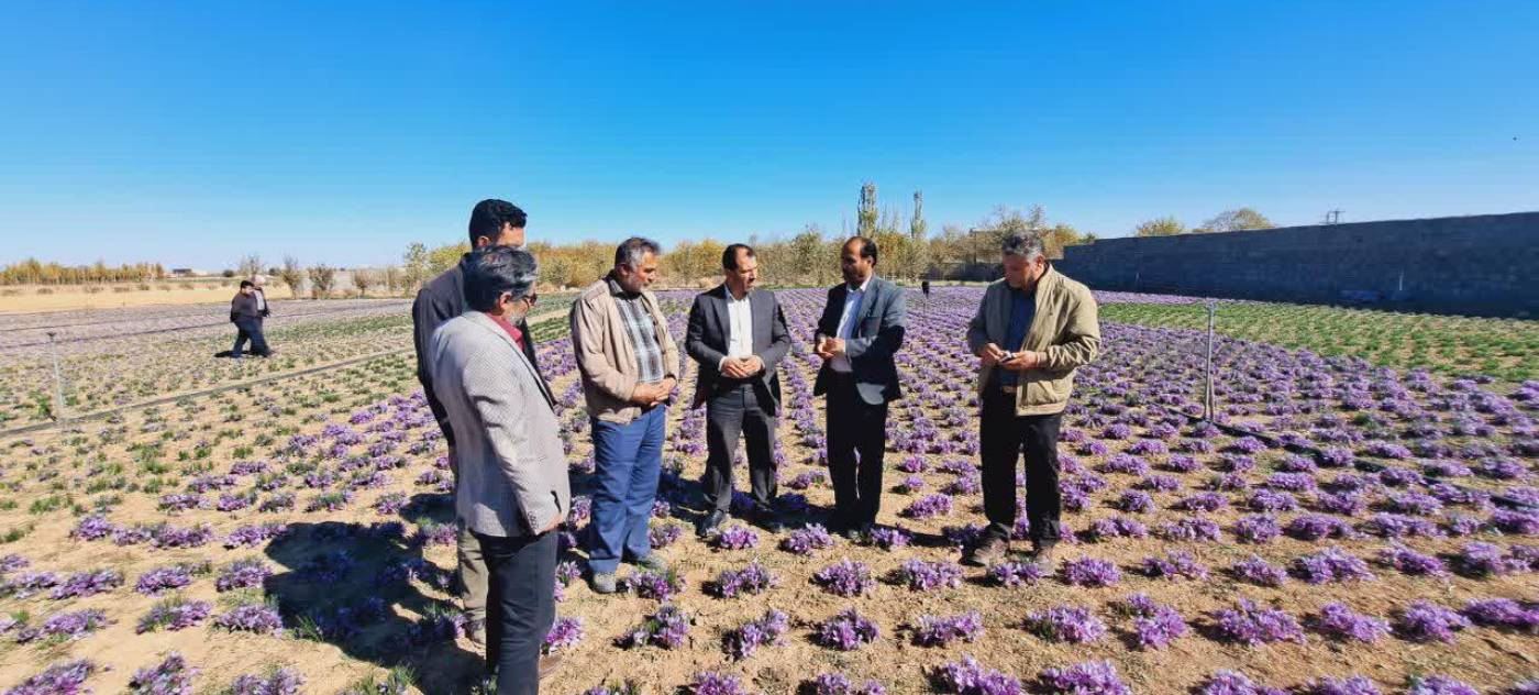 شهرستان بهار می تواند به یکی از قطب های مهم تولید زعفران در کشور تبدیل شود.