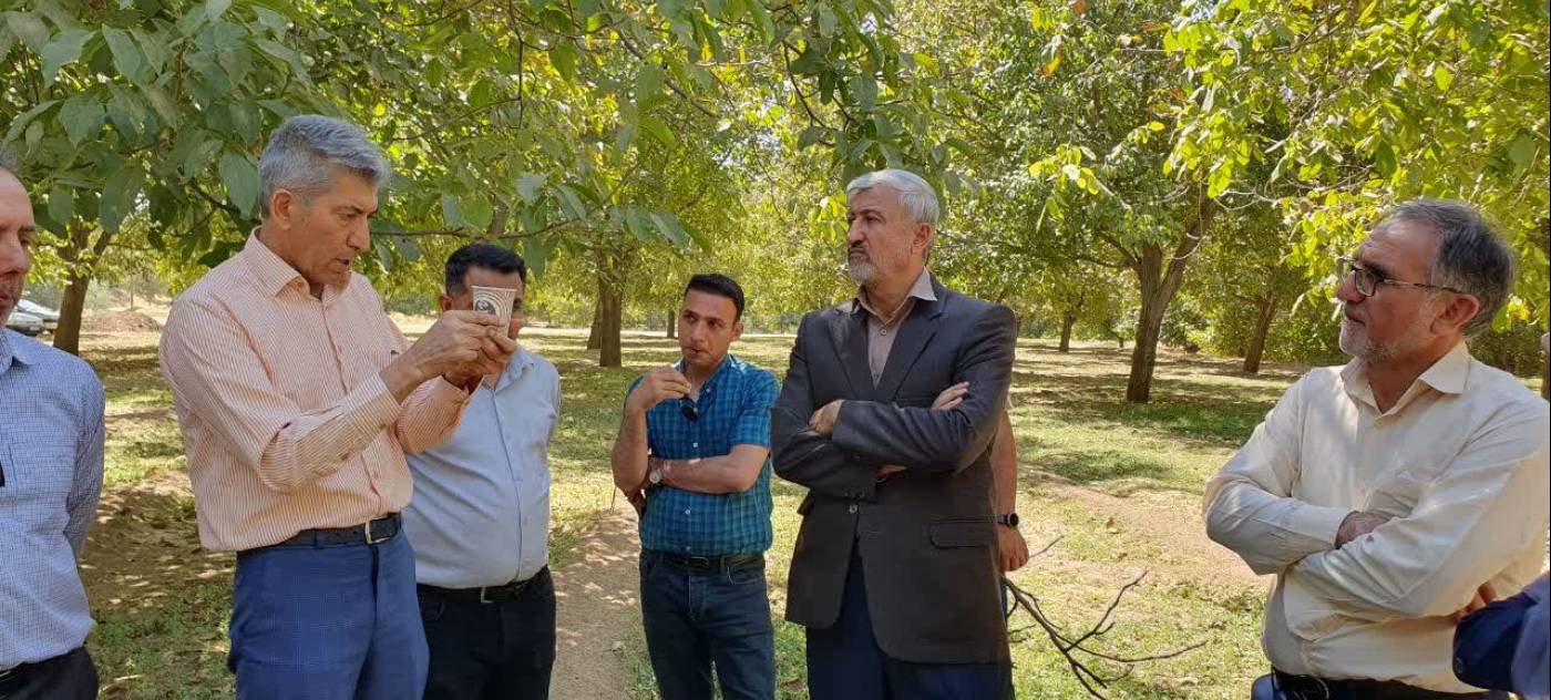 بازدید فرماندار تویسرکان و جمعی از مسئولان استانی و دانشگاهی از باغات گردو و بررسی راهکارهای صیانت از این سرمایه ملی